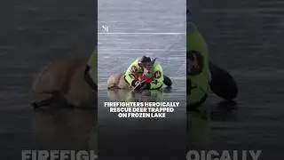 Firefighters heroically rescue deer trapped on frozen lake