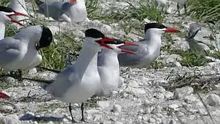 Hillsborough Bay Spoil Island Mixed Colony Nesting May 17 2021
