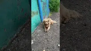 The guards are not asleep #shots #observation #dog