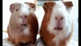 Guinea Pig Party