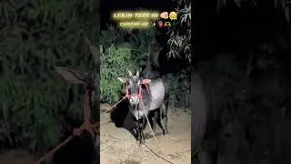 Bailgada sharyat | bailgada sharyat 2025 video | bailgada sharyat live