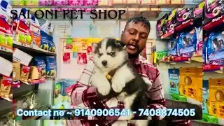Wolly Coated Siberian Husky Pupies | Wolf Dog In India | Saloni pet shop 