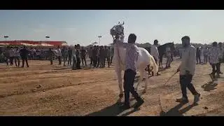 પોલાં પાનાં પ્રોગ્રામ/ નાથા ભગત નૌ મેળૌ #horsepower #marwarihorse #villagelife #horse 