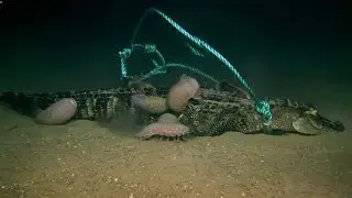 Scientists Drop Alligator Carcasses on Seafloor for Feeding Experiment