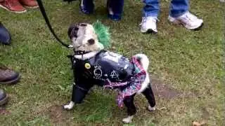 PUNK PUG (Pug Welfare Party 2012)