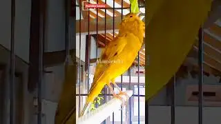 Canary Song Bird Song #canary #birdsong