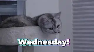 Guillory Cats Wednesday! 😻