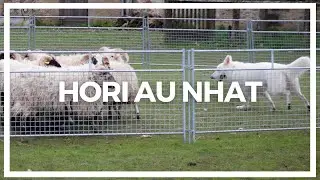 Hori au NHAT (Test d'Aptitudes au Troupeau) - Berger Blanc Suisse | OF ETERNAL JOY