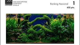 Acuario ganador del primer concurso nacional de Aquascaping chileno, de Tomás Soto