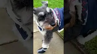 Wind Gives Schnauzer a Bad Hair Day! #minischnauzer