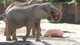 Elephants at the Cleveland Zoo enjoy 1,300 pound pumpkin