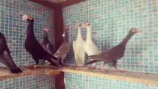 English carrier pigeons
