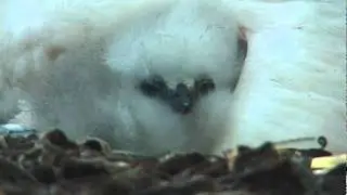 Red-Tailed Tropic Bird & Chick