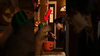 Капибаре дали одну конфету, но то, что сделал Капи, растопило все сердца🐾🍬#шорты #капибара