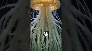 Dive deep into the ocean's mysteries... #DeepSeaExploration #OceanMysteries #MarineLife #science
