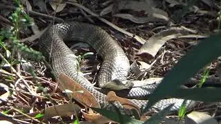 Tiger Snake Hunting & Looking Cool