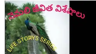 peacock life video