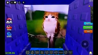 Meowl