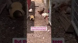 Chickens dust bathing! #hotdays #hotday #sohots #dustbath #chickens
