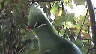 3 Turaco Species at Davis Lund Aviaries