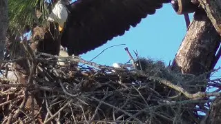 SWFEC Eagles_ M&F Love Their Eggs~Incubation Exchanges/New Grasses On A Cool Crisp Morning 12.02.24