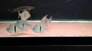 Myleus schomburgkii wide bar silver dollars getting bigger