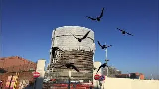 Gasometro Birds Oasis