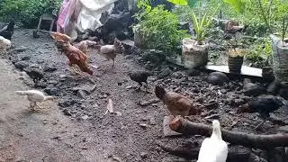 Good morning / feeding the native Chicken
