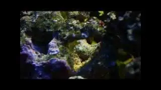 Rhynchocinetes uritai - Gamberetto Ballerino
