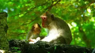 Nurturing Nature:  Monkey Mom's Unconditional Love and Care for Her Young Ones | Tup Monkey