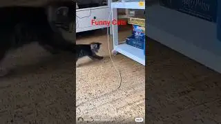The Cat Falls. #funny #reels #subscribe #viral #viralvideo #cat #youtubeshorts #shorts