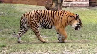 Bengal Tiger Roar and Grooming in HD - Captivating Beauty