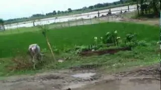Sardar para