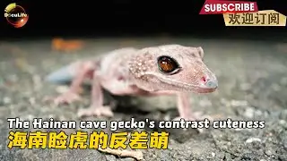Hainan Cave Gecko: Struts with swagger, but is actually a scaredy-cat 海南睑虎：走路带风，其实是个&ldquo;胆小鬼&rdquo;【DocuLife】