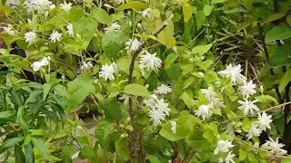 star mogra a summer beauty on full bloom