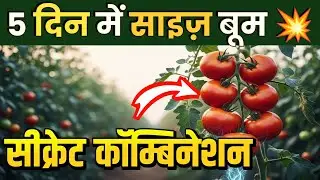 टमाटर का साइज़ 5 दिन में बढ़ाने का सीक्रेट तरीका | Tamater ka size kaise badhaye | Tamatar ki kheti 