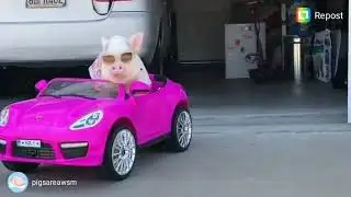 Pig driving pink Lamborghini