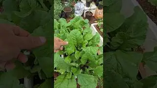 Evite lagartas na horta #horta #lagarta #hortali&ccedil;as