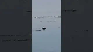 Chilling Seal
