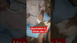 vaccination in broiler chicken farm, #vaccine #vaccination #broiler How to vaccinate poultry chicks