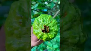 fresh raw guava cutting #guava short 🍐🍐🍐