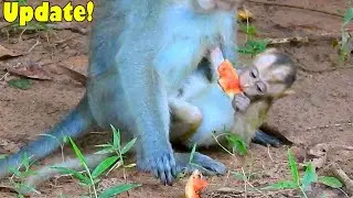 Surprisingly! Baby Monkey Elpida Could Eat Freely In Front Of Alberto. Keep Doing Girl!!!