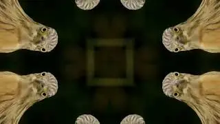 Adam Deitch - Kalimbo (Official Video)