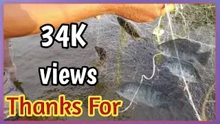 #fish hunting in village | amazing fish hunting video in Telugu | net fishing videos | Fishing World