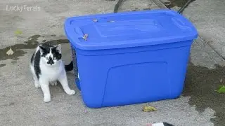 Feral Cat Water Station - Feeding Feral Cats