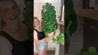 Pilea Peperomioides (AKA Chinese Money Plant)🌱