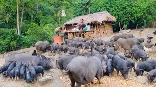 Taking care of a herd of hundreds of black pigs, raising chickens and ducks