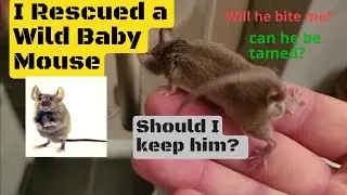 Rescued Baby House MOUSE Loves Playing With His Owner