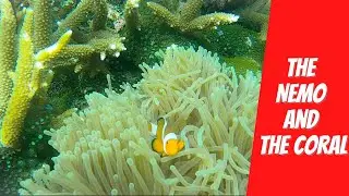 The Nemo and The Coral | Pulau Redang | Redang Beach Resort | Snorkeling & Diving
