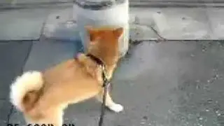 Handstand Pee - LOLDogs
